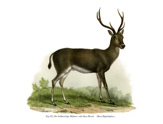 Ciervo Rojo, 1860